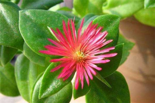 早熟禾-印第安酋长