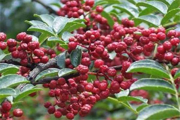 黑龙江宝清县（药材种植助鼓起农民腰包）