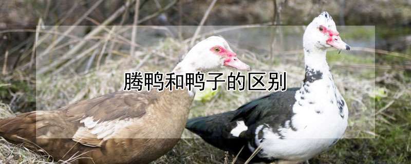 给兔喂料五看
