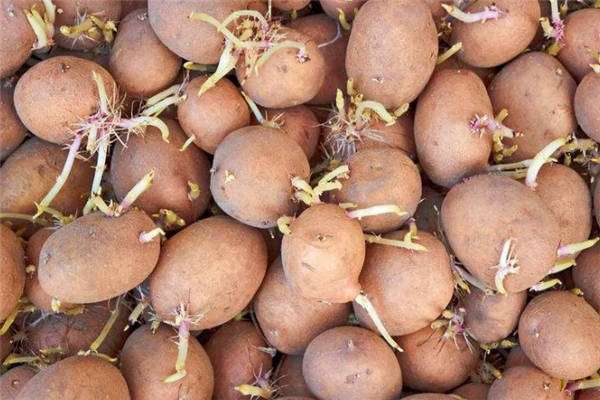 紫花苜蓿何时收割好