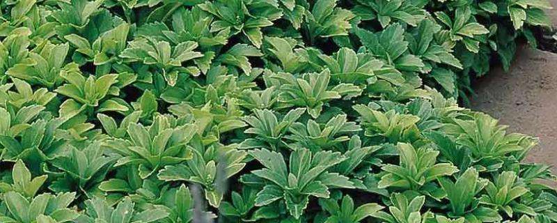 请问富贵草的养殖方法及养护知识