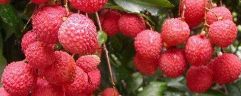 荔枝种苗高效繁殖技术（苗床地怎么管理）