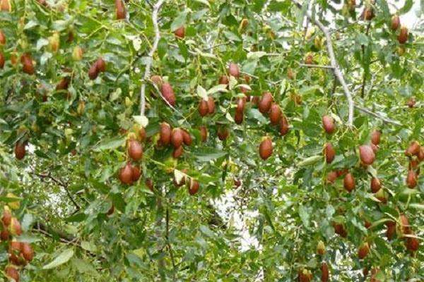 辽阳种出南方菜(蔬菜保鲜放冰块) 辽阳种出南方菜(蔬菜保鲜放冰块)