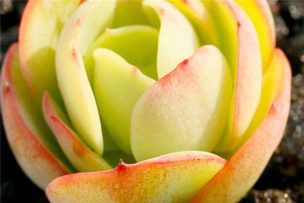 碧桃多肉有几个品种（如何养护）