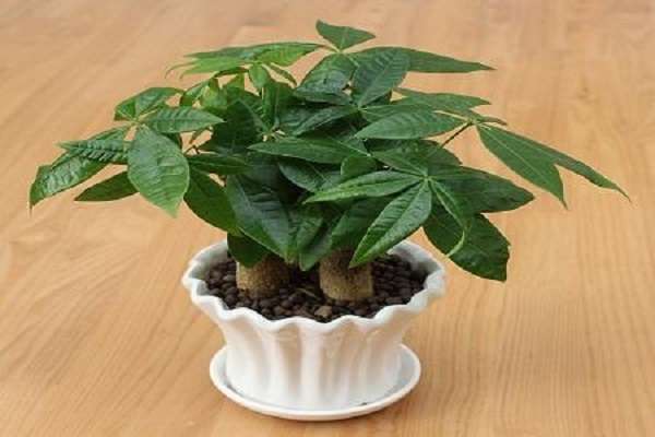 核桃种植大户张子庆（一粒核桃改变一个世界）