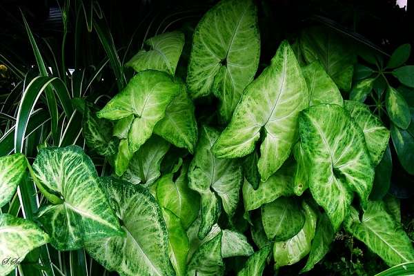 千万富翁回乡当村支书（带领贫困村走上致富路）