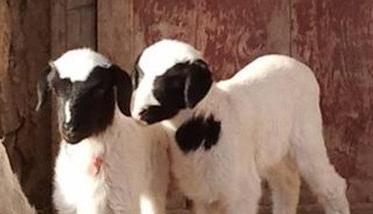 芝麻兔 小雪进补应顺时