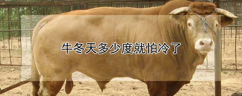 请问牛冬天多少度就怕冷了