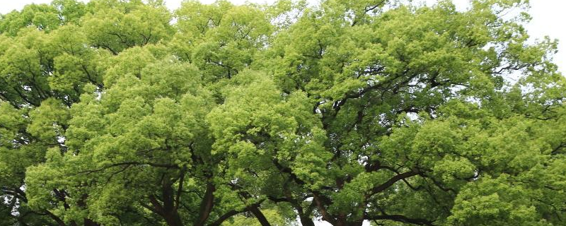 香樟树移植技术（什么时候移植比较好）