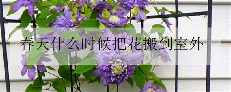 油橄榄病害－缺素病