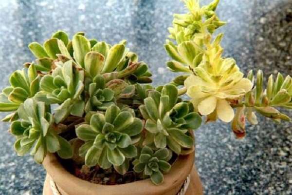 江苏响水县黄圩镇发展家庭农场促增收