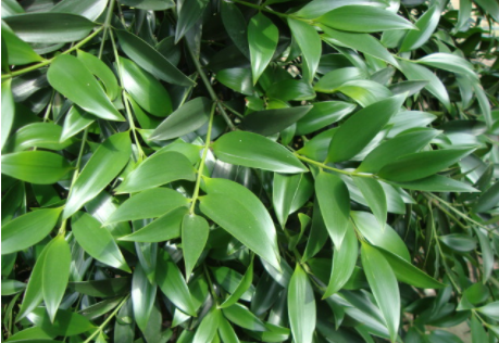 重庆酉阳郑由红（返乡农民工养羊致富“喜洋洋”）