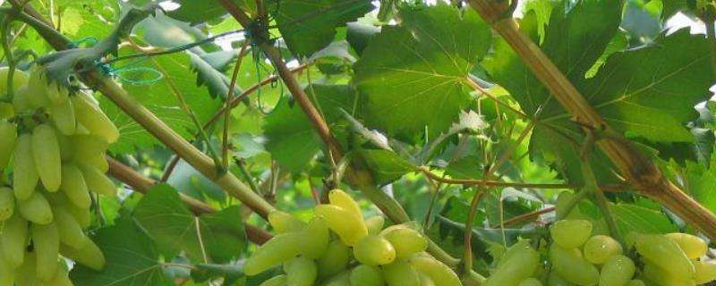 金手指葡萄种植技术（附种植效益）