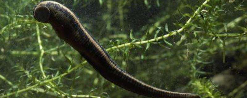 蜂蜜治疗家畜化脓创效果好