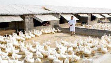 人工养殖无菌蝇蛆