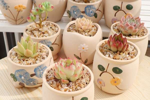 橄榄果实的采后病害