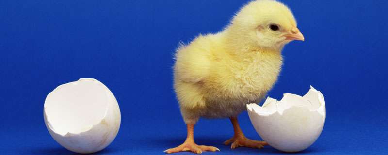 妊娠母藏獒的日常管理