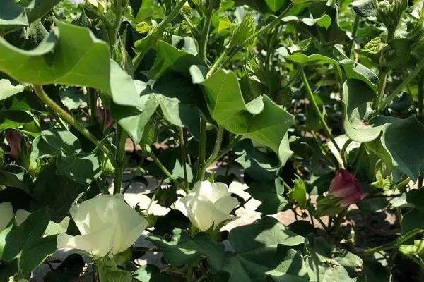 北京延庆（“雷锋村”里热心人大山里实现绿色致富梦）