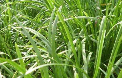 请问韭菜的种植技术