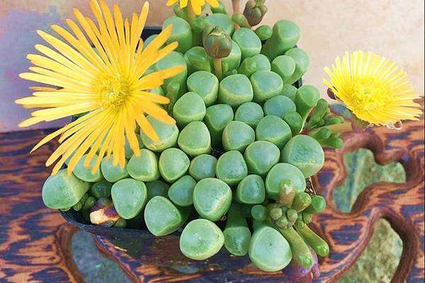 五十铃玉裂开怎么处理（是什么原因导致的）