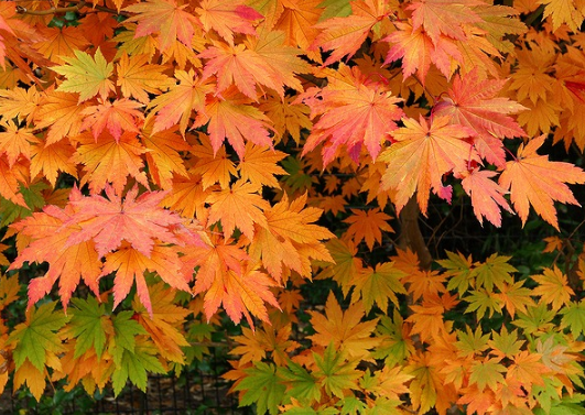 海南阳江镇（80后“豪猪倌”的别样年华）