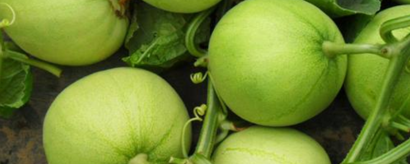 日本甜宝甜瓜籽有什么种植方法 附日常管理