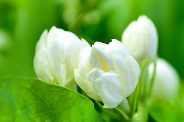 沈阳（小蚯蚓两年“拱”出500万）