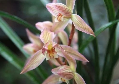 广西灵山推进糖蔗高产创建（助推蔗农增产增收）