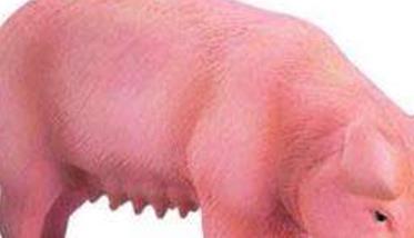 合欢花的栽培方法（合欢花养殖注意事项有哪些）