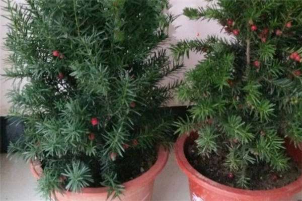 广东博罗县(鸡蛋果变致富果种下180天有钱赚) 广东博罗县(鸡蛋果变致富果种下180天有钱赚)
