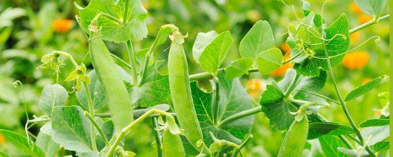 豌豆的种植技术 豌豆种植注意事项