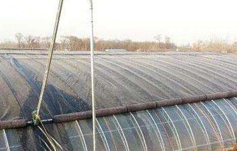 请问冬季大棚通风要点