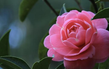 重庆梁平县因地制宜选作物（科学种植促增收）