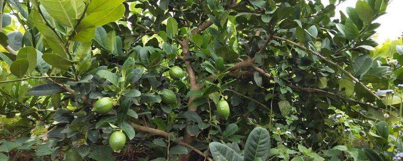 香水柠檬怎么种植（有哪些技术要点）