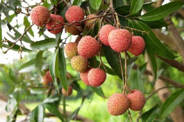 四团大棚“种”蔬菜“种”出致富路