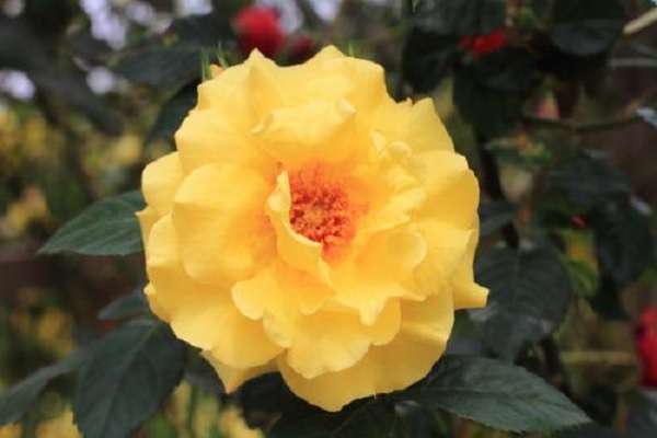 江西永丰县（一亩白莲三亩稻脱贫致富好门道）