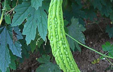 请问苦瓜冬季的管理要点