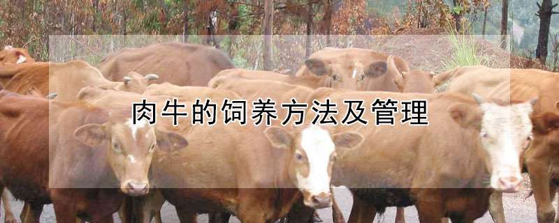 请问肉牛的饲养方法及管理