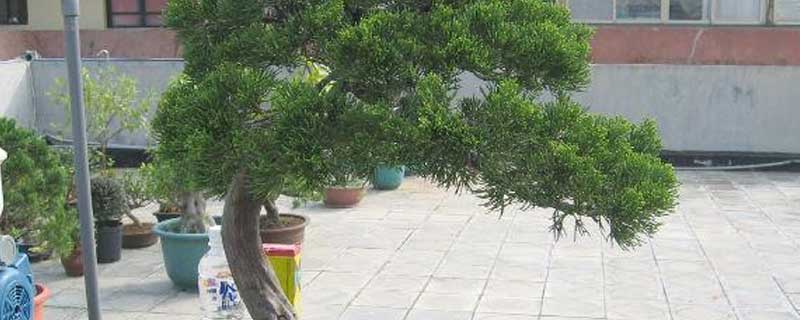 川南最大泥鳅繁养专合社（水池里寻觅致富梦）