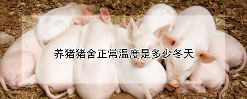 请问养猪猪舍正常温度是多少冬天