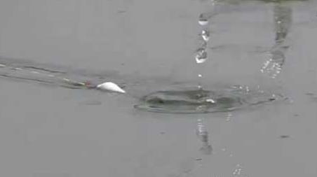 夏季钓鱼要钓底吗？