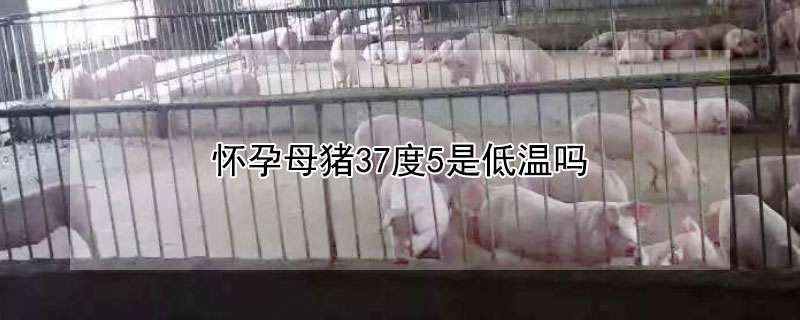 肉兔高效饲养料方六则