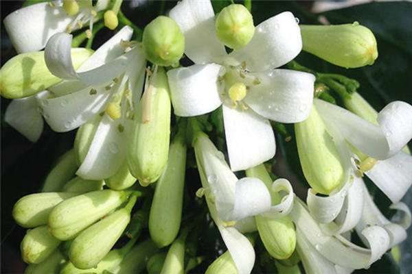 九里香用什么盆栽最好  大盆还是小盆