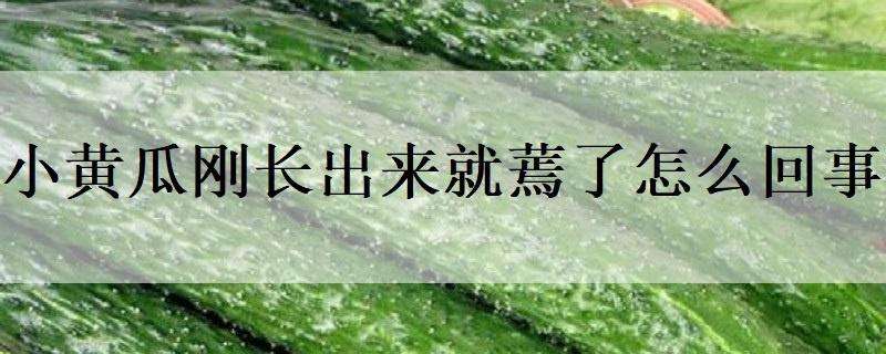 小黄瓜刚长出来就蔫了怎么回事