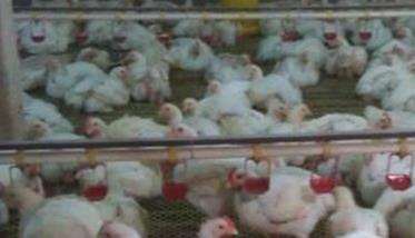 请问肉鸡为何要公母分群