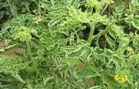 番茄卷叶的原因及防治多久？