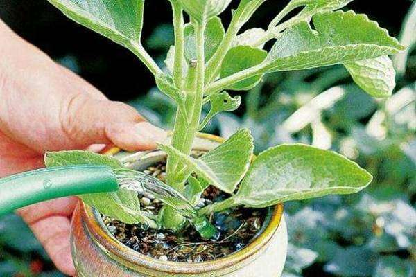 花卉浇水过多怎么补救 具体方法是什么？