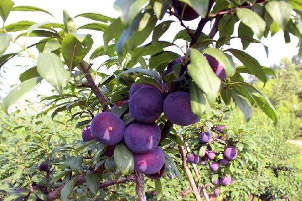 黑布林是李子吗？其种植技术是什么？