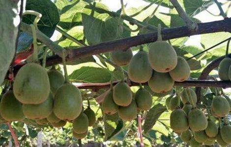 猕猴桃什么时候施肥 猕猴桃施肥多久?