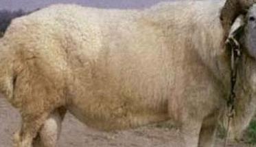 小尾寒羊和波尔山羊哪个效益最好？